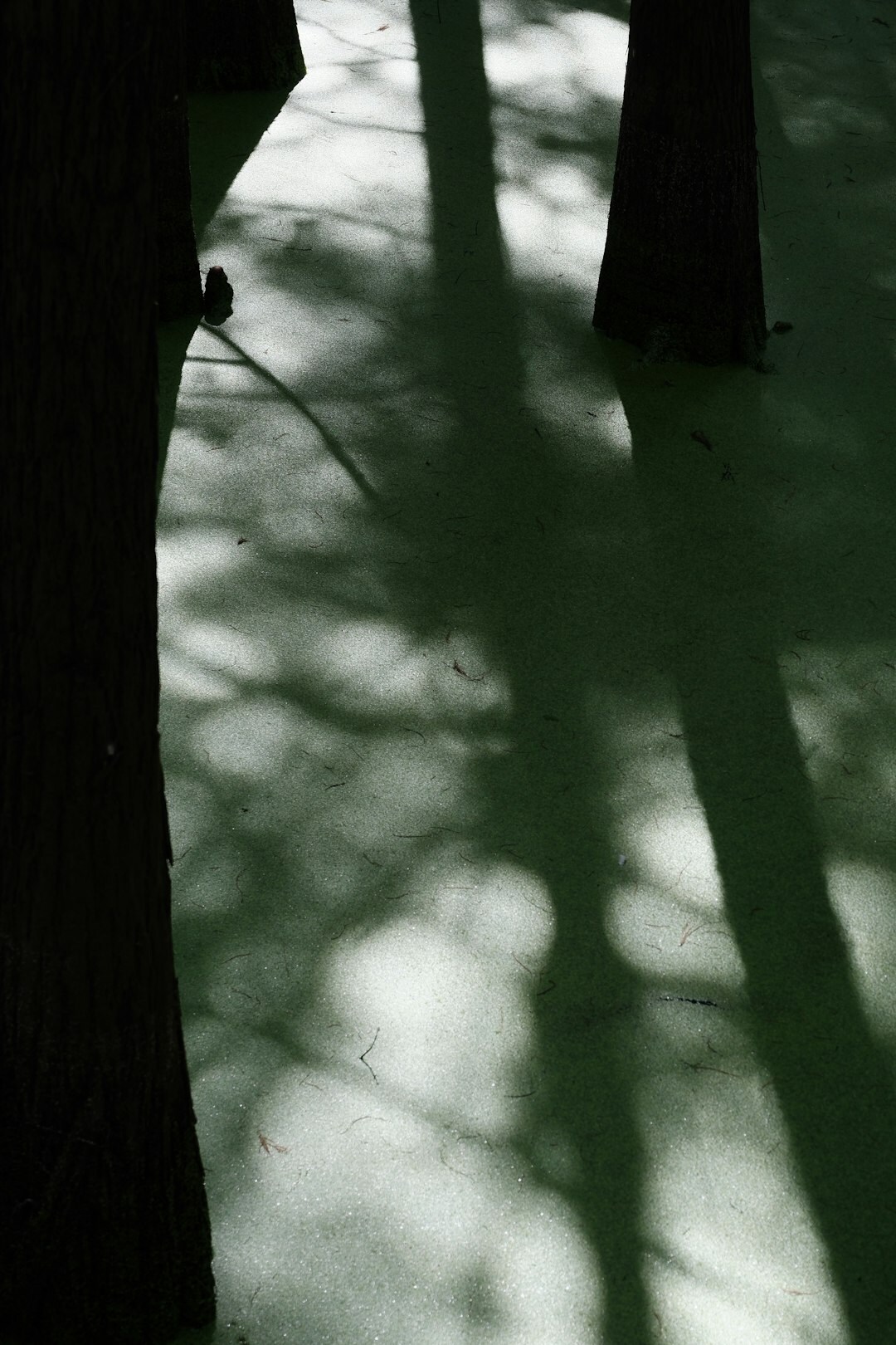 shadowy figure in forest